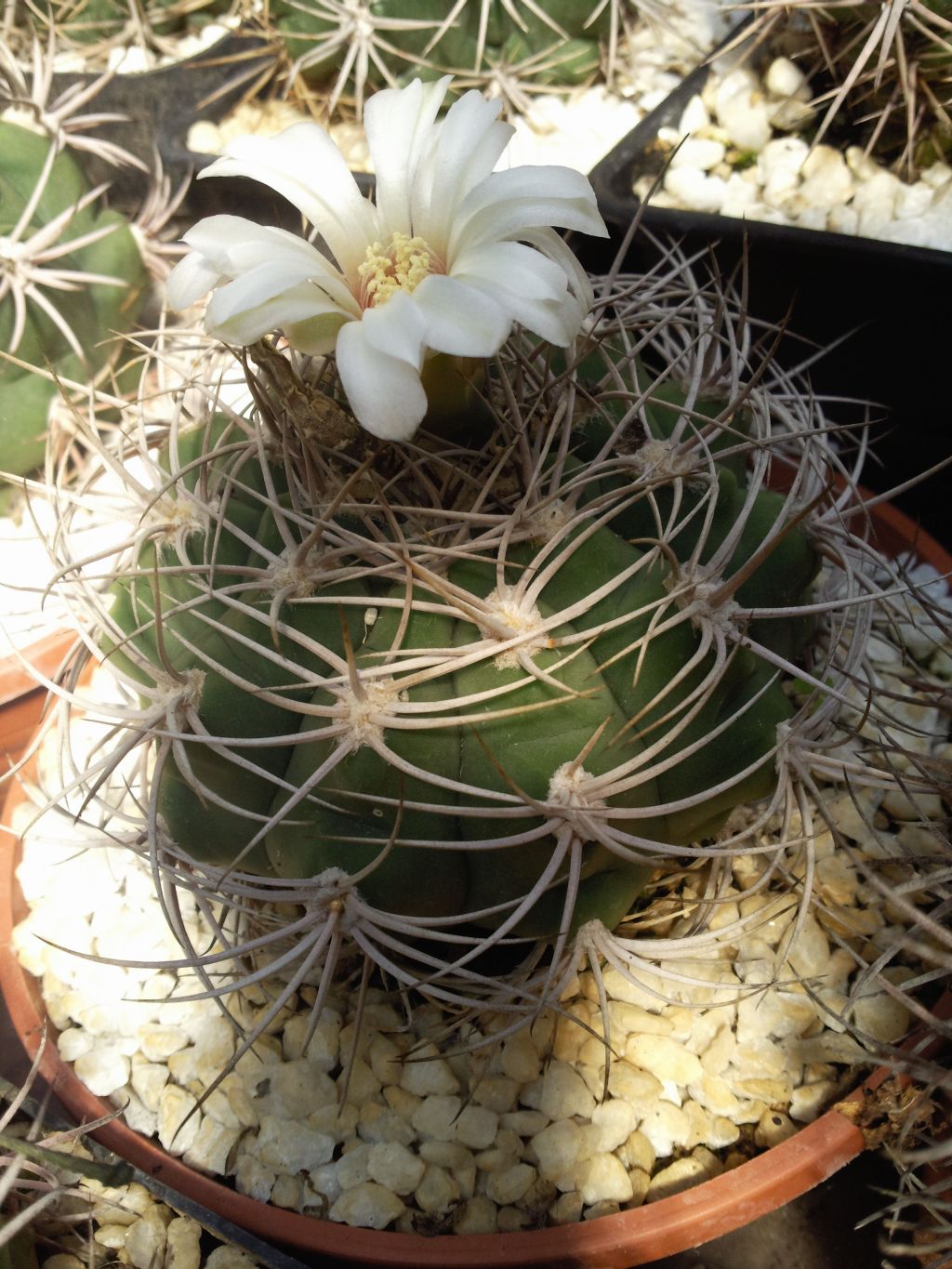 Gymnocalycium castellanosii